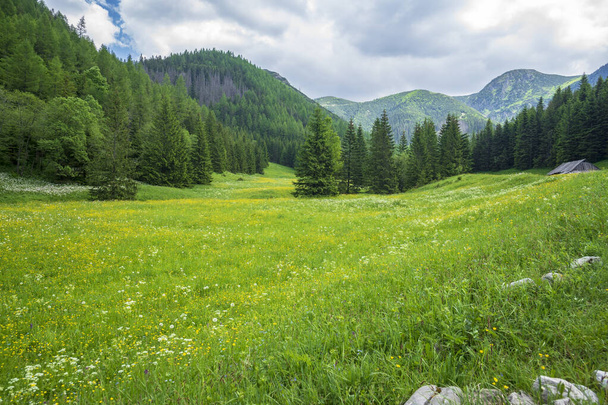 Jaworzynka Vadisi 'ndeki dağ çayırları. Batı Tatras. - Fotoğraf, Görsel