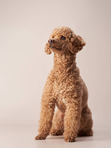 poodle on a beige background. Portrait of a funny pet in the studio - 写真・画像