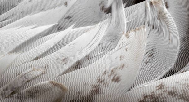 Jestřábí peří s viditelnými detaily. pozadí nebo textura - Fotografie, Obrázek