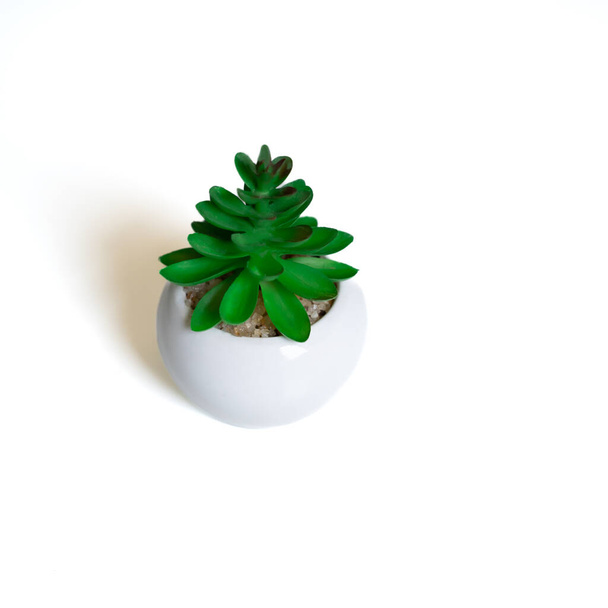 Close up of flower pot with succulent - Photo, image