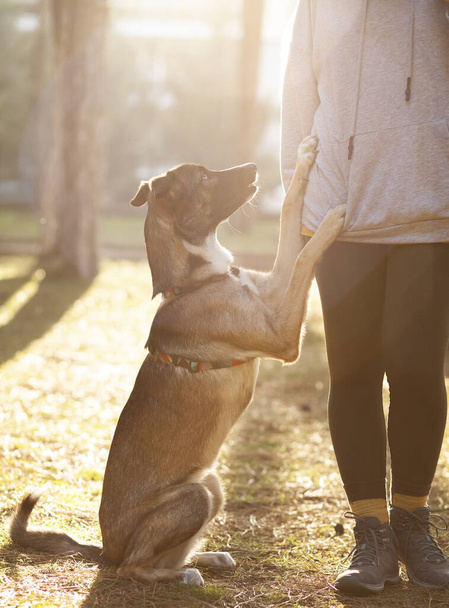 Joven mujer vestida deportiva entrena a su perro en el parque, entrenamiento de perros - Foto, imagen