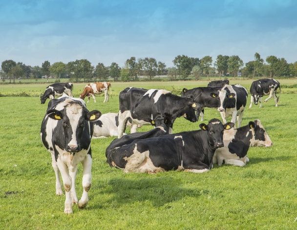 Vaca en un prado - Foto, imagen