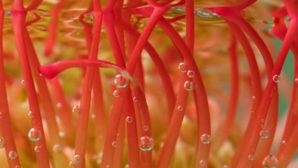 Close-up van ongewone algen van oranje en gele kleuren onder water. Voorraadbeelden. Lange mooie algenstengels in transparant water. - Video