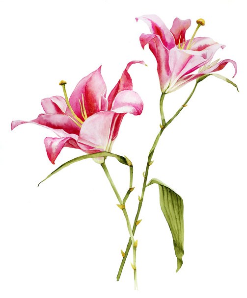 Acquerello botanico rosa Lilium fiore
 - Foto, immagini