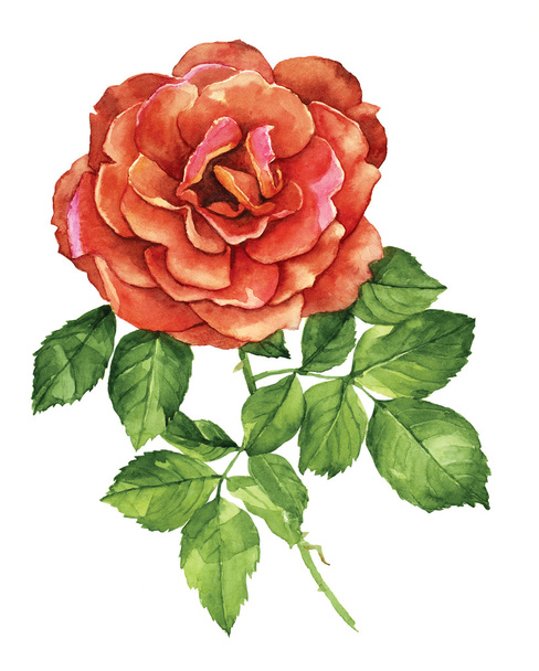 Red rose flower botanical watercolor - Valokuva, kuva