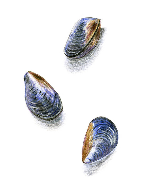Hand drawn mussels composition isolated on white. Design element, of marine inhabitants for children. Sea life. Shellfish seafood, edible mollusks. Collection of mussels in shell. - 写真・画像