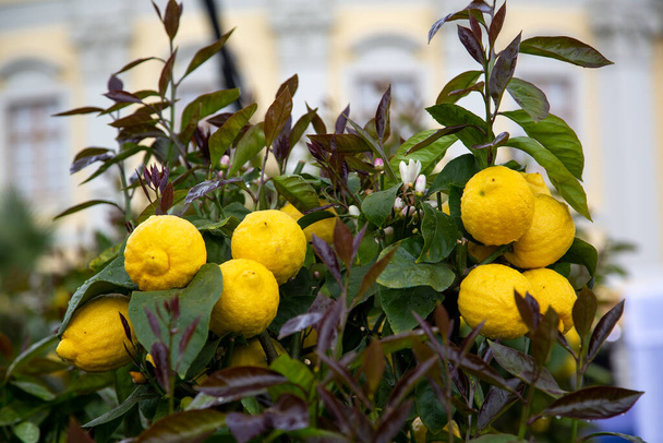 Fresh juicy lemons on a lemon tree - Фото, изображение