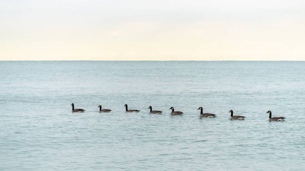 A flock of Canadian geese swim single file on the blue water of Lake Michigan in Chicago. - Φωτογραφία, εικόνα