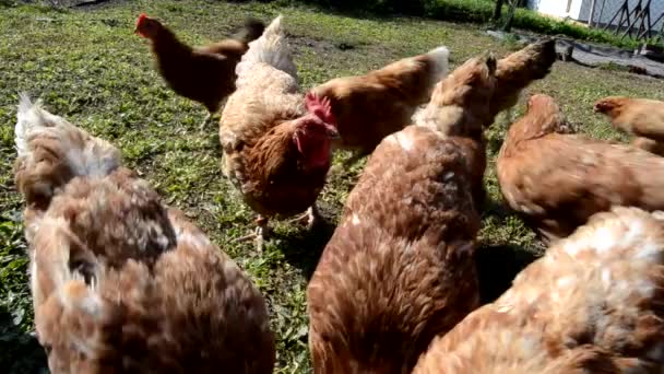 Kohout farma kuřata kuřata ekologické slepice - Záběry, video