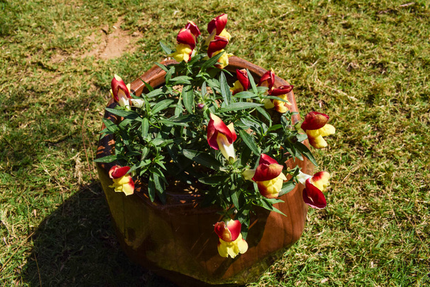 Antirhinum majus kwiatowe prysznice kwiaty. Czerwony i żółty dwukolorowe kwiaty kilka kwitnących - Zdjęcie, obraz