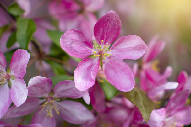 branch of beautiful spring pink flowers - 写真・画像