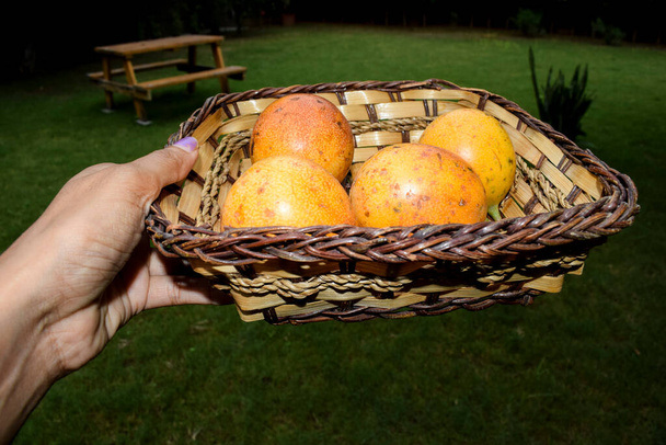 Πρόσωπο που κρατά στο καλάθι των χεριών Passionfruits σε ψάθινο καλάθι. κίτρινο. Καρποί του πάθους - Φωτογραφία, εικόνα