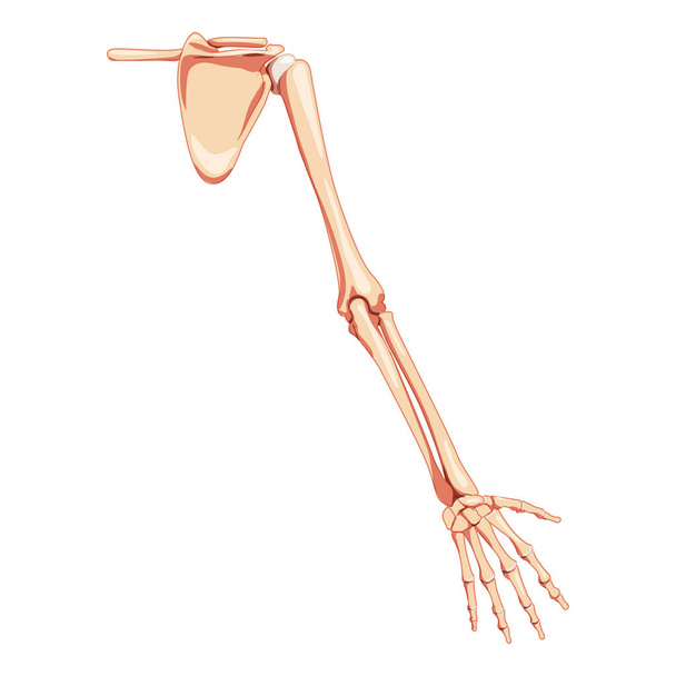 Подкладка с плечевым поясом Скелет человека сзади. Набор анатомически корректных реалистичных плоских натуральных  - Вектор,изображение