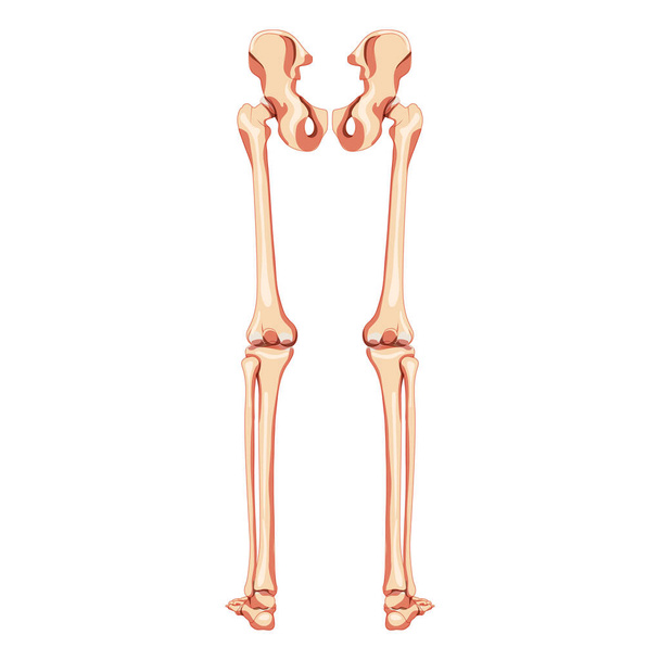 Conjunto de extremidades inferiores Pelvis humana con piernas, muslos Pies, tobillos Esqueleto dorsal posterior. 3D anatómicamente correcto - Vector, imagen