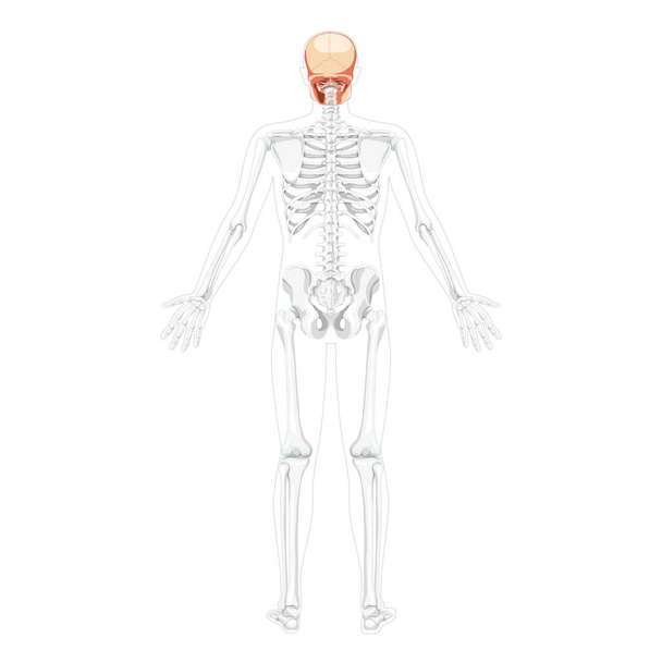 İnsan kafası Kafatası İskeleti, elleri açık, vücudu kısmen şeffaf. Anatomik olarak doğru. Ahmak.  - Vektör, Görsel