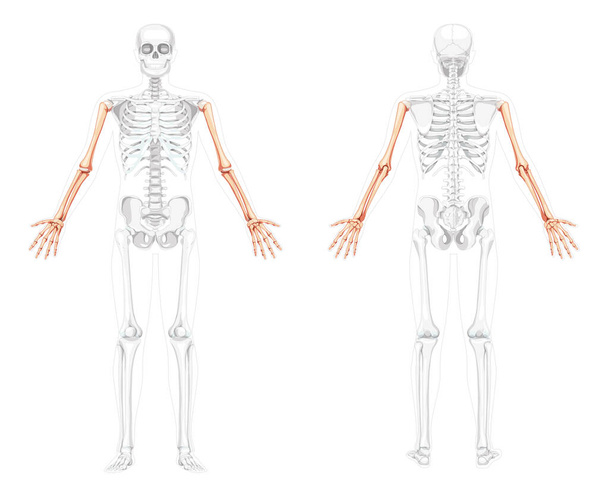 Szkielet Ramiona Ludzki widok z przodu z dwoma otwartymi ramionami o częściowo przezroczystej pozycji kości. Ręce, przedramiona - Wektor, obraz