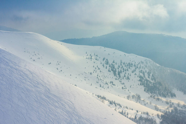 Forêt gelée de sapins enneigés après les chutes de neige et le ciel gris dans la brume le jour d'hiver. Montagnes des Carpates, Ukraine - Photo, image