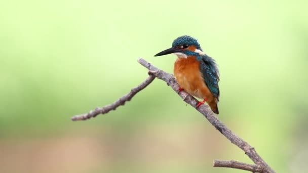 Common kingfisher perched on a branch. Bird. Animals. - Footage, Video