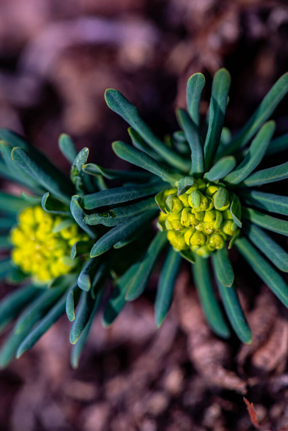 Квітка євфрахії, що росте на лузі, крупним планом
 - Фото, зображення