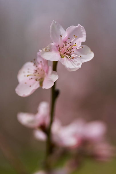 Peach tree flowers in full bloom, macro shot in an orchard - Φωτογραφία, εικόνα
