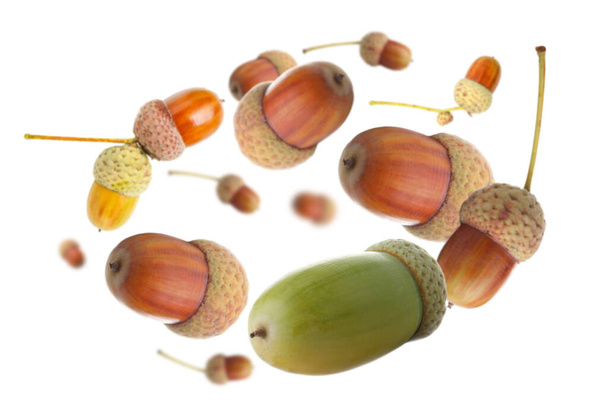 Many flying acorns on white background - Foto, immagini