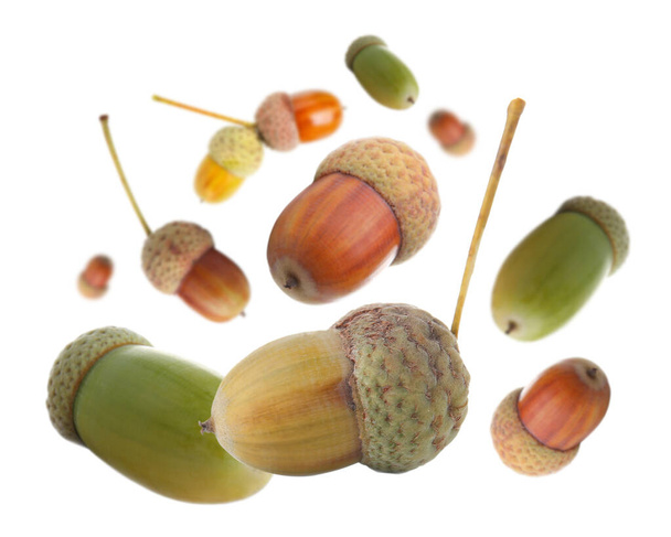 Many flying acorns on white background - Photo, Image