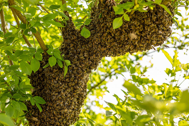 τεράστιο σμήνος κηφήνας μέλισσας πέταξε έξω και κόλλησε γύρω από τα κλαδιά του δέντρου, θέα από κάτω ενάντια στον ήλιο - Φωτογραφία, εικόνα