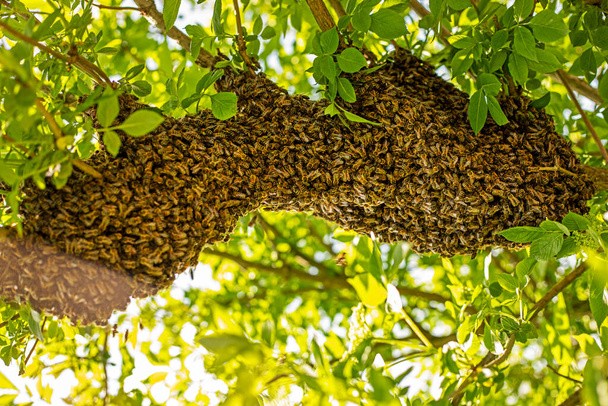 drone bee swarm flew out with a queen and stuck around a tree branch on a sunny day, Apitherapy, bottom view - Foto, immagini