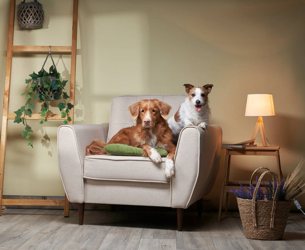 dogs on a chair. nova Scotia duck tolling retriever and Jack Russell Terrier in the studio.  - Photo, image