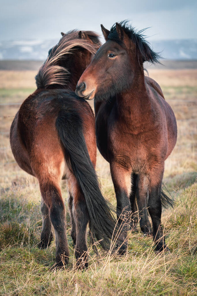Islandští koně si spolu hrají s rozmazaným pozadím - Fotografie, Obrázek