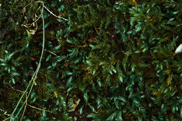 Beautiful moss close-up on the stone. Beautiful background from moss for wallpaper. Moss macro scene - Photo, Image