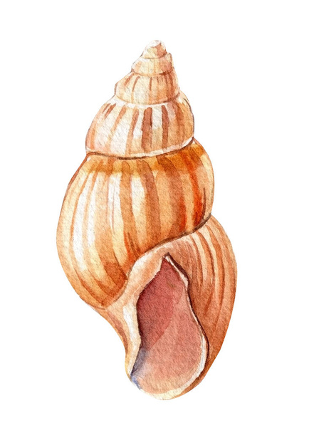 sea shell isolated on white background. Hand drawn watercolor painting shell - Foto, afbeelding