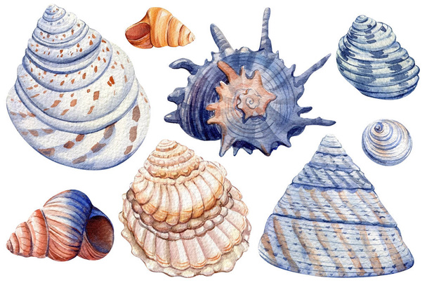 Conjunto aquarela de conchas em um fundo branco isolado, desenho à mão, clipart do mar de verão - Foto, Imagem