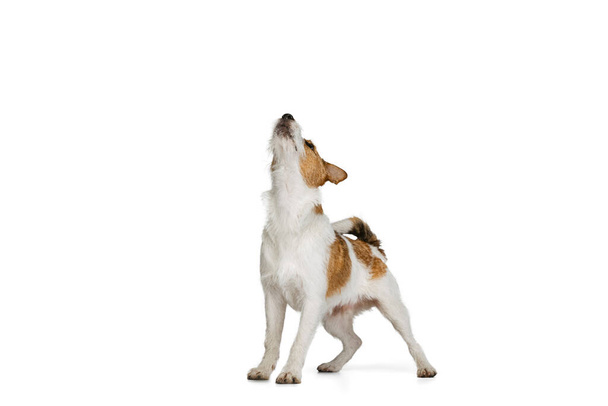 Portrait of cute short-haired Jack russell terrier dog posing isolated on white background. Concept of animal, breed, vet, health and care - Fotó, kép