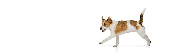 Active and cheerful doggy, Jack russell terrier dog posing isolated on white background. Concept of animal, breed, vet, health and care - Fotoğraf, Görsel