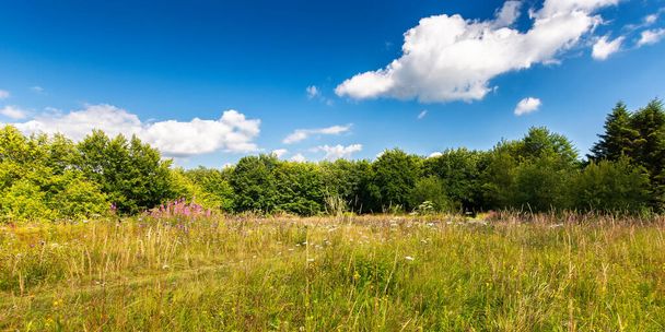 meadow with blooming wild herbs near the forest. carpathian landscape on a sunny summer day. environmental friendly nature background - Zdjęcie, obraz