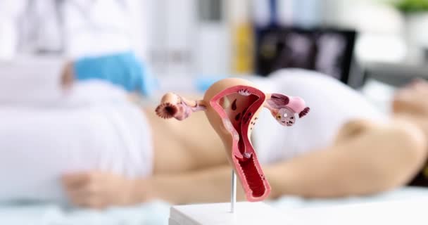 Lékař gynekolog dělat ultrazvuk pánevních orgánů na pozadí umělého modelu dělohy vaječníků detailní 4k film - Záběry, video