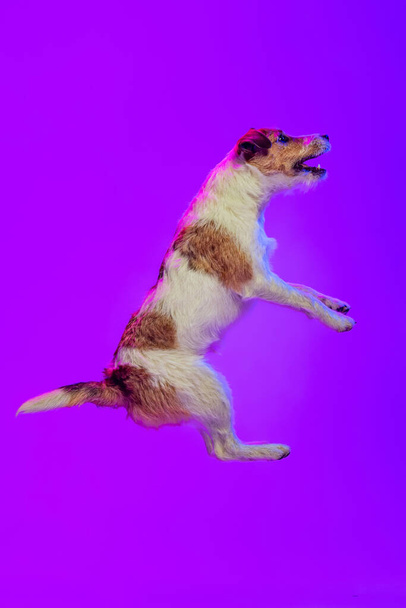 Studio shot of little dog, short-haired Jack russell terrier posing isolated on purple background in neon light. Concept of animal, breed, vet, health and care - 写真・画像