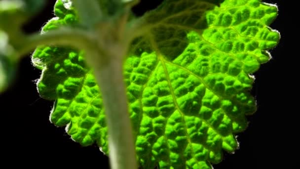  Horehound, medicinal plant with leaf in backlit - Imágenes, Vídeo