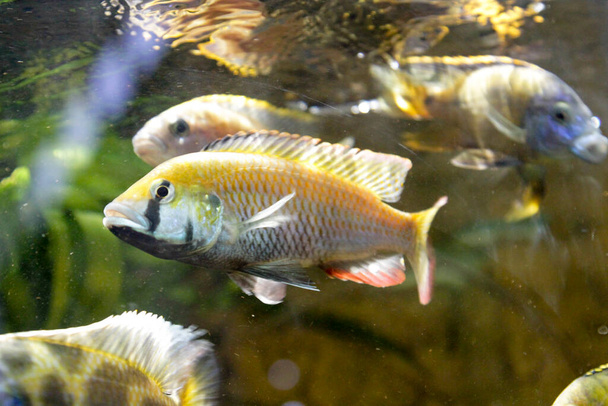 Yellow African cichlid Aulonocara in freshwater aquarium. High quality photo - Photo, Image