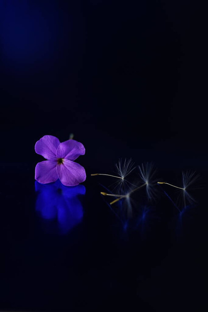 Tender purple flower and a fluffy dandelion seeds on dark blue shiny table with reflection. - 写真・画像