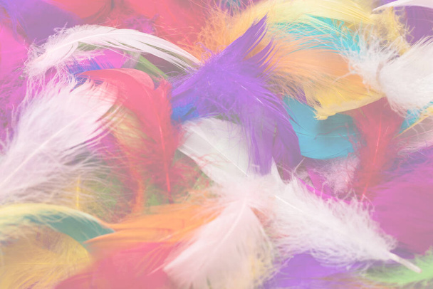 Colorful feather background. Top view. - Fotoğraf, Görsel