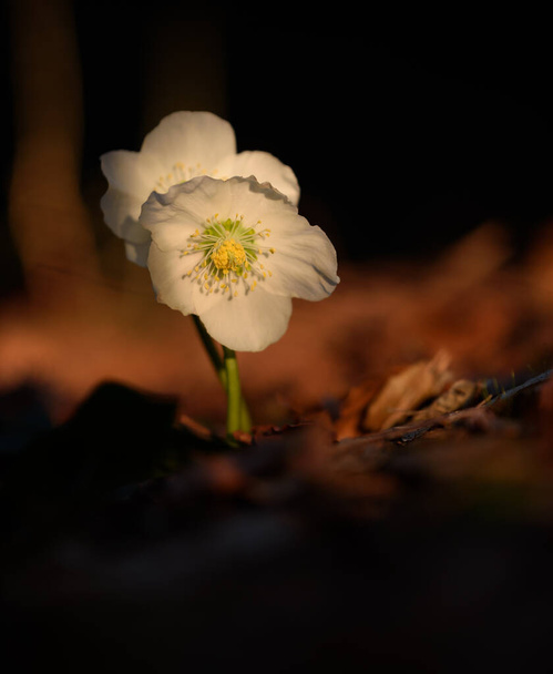 Valkoinen kukka keväällä metsässä auringonnousun aikaan. Varhain aamulla metsässä. - Valokuva, kuva