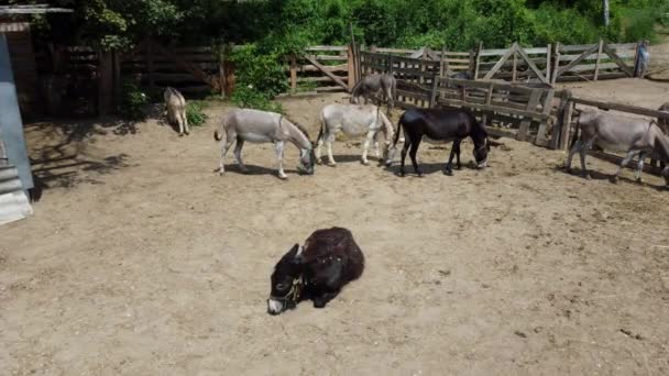 Donkey farm. Aerial drone view over many donkeys standing and lying in corral - Filmagem, Vídeo
