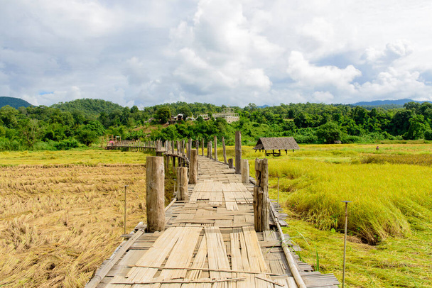Bambu köprüsü doğada olgunlaşan pirinç tarlasında yürüyor.. - Fotoğraf, Görsel