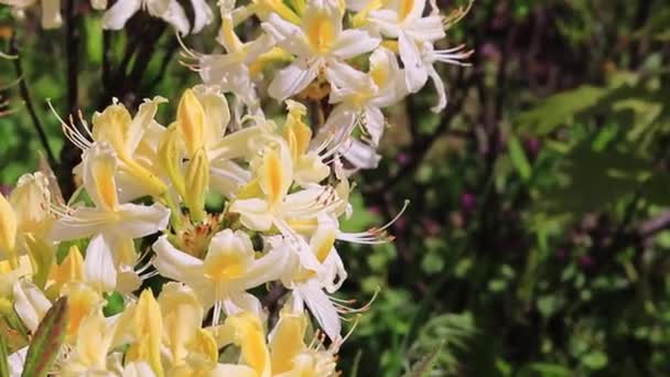 Žlutý Rododendron Flowers. Zblízka záběr krásné květiny v parku - Záběry, video