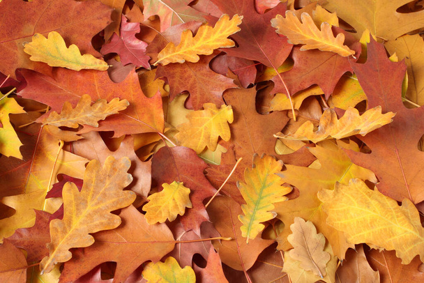 Fond d'automne - feuilles séchées de chêne brun, rouge, violet, orange, jaune. Vue du haut vers le bas - Photo, image