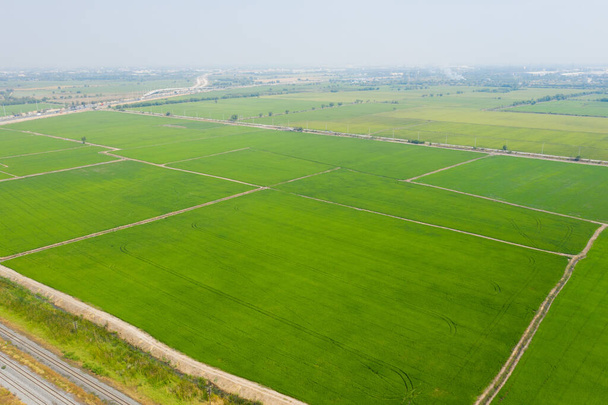 légi kilátás repülő drón Field rizs táj zöld minta természet háttér, felső nézet szántóföldi rizs - Fotó, kép