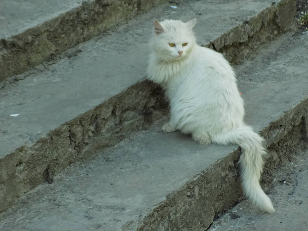 Kot kota, lub kot kota (łac. Felis silvestris catus), jak również jego krewny, kot dziki (las) - Zdjęcie, obraz