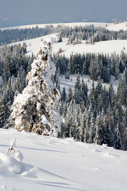 Carpathian mountains, Ukraine. Wonderful snow-covered firs against the backdrop of mountain peaks. Panoramic view of the picturesque snowy winter landscape. Gorgeous and quiet sunny day. - Zdjęcie, obraz